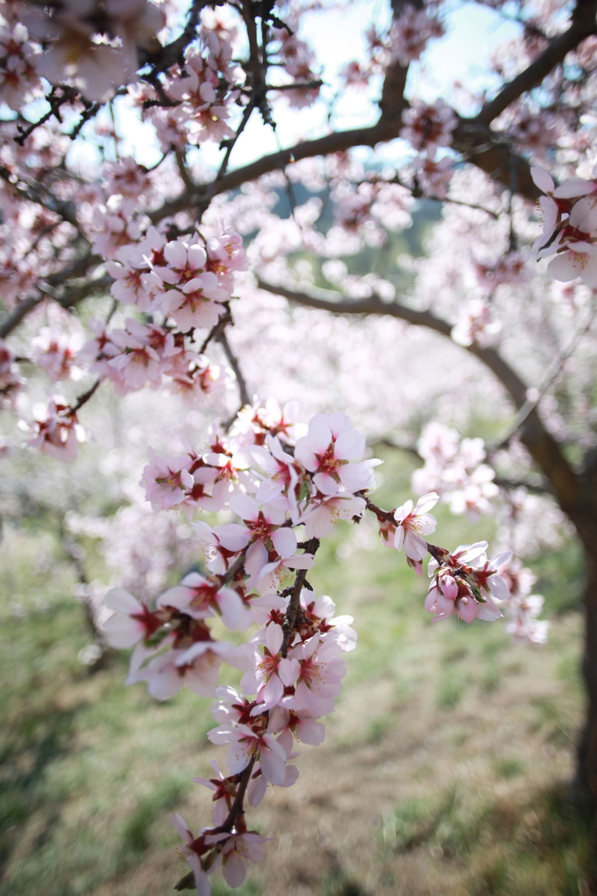 Almond blossom in Prague